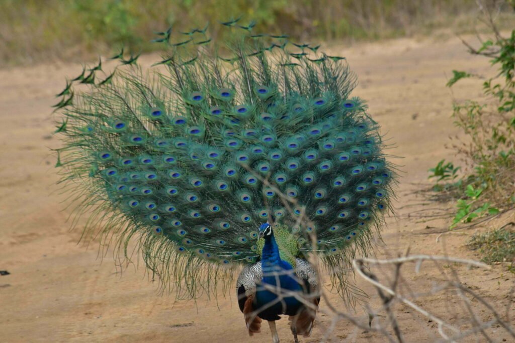 A peacock preparing its magnificent plumage for a courtship dance, a common and colorful sight during a morning safari