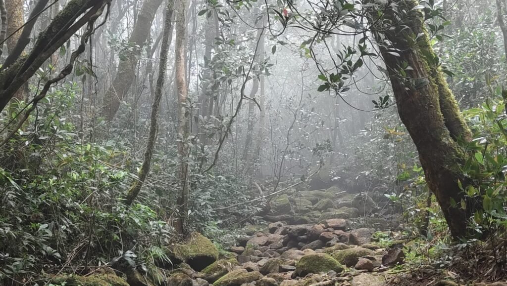 Unique stunted montane flora and moss-covered trees adapted to the high-wind and misty conditions at the top of Gongala