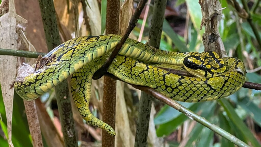 A vibrant Sri Lankan Green Pit Viper coiled on a branch, perfectly camouflaged against the lush tropical foliage of the rainforest
