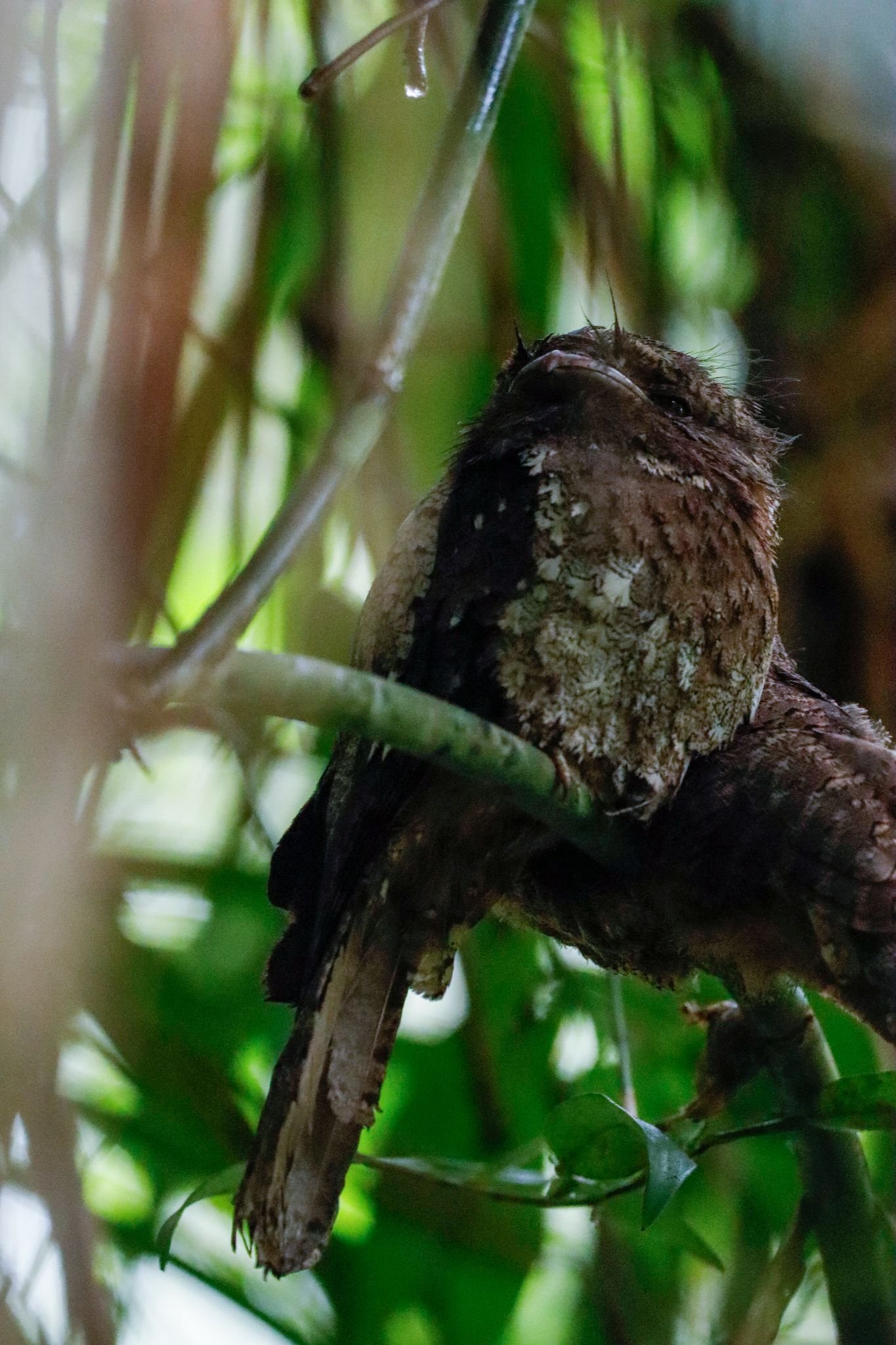 Rainforest Rhythms Option 10: Sinharaja Bird-watching Tour + Patna Water Slide Tour - Image 2