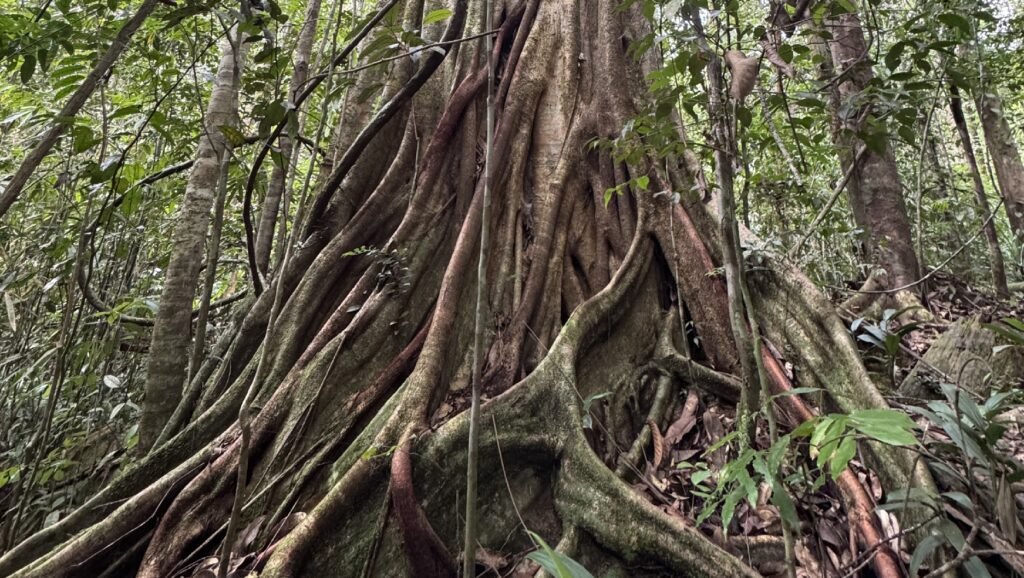 A massive ancient tree with towering buttress roots in the heart of a Sri Lankan rainforest, showcasing the scale of the primary jungle canopy