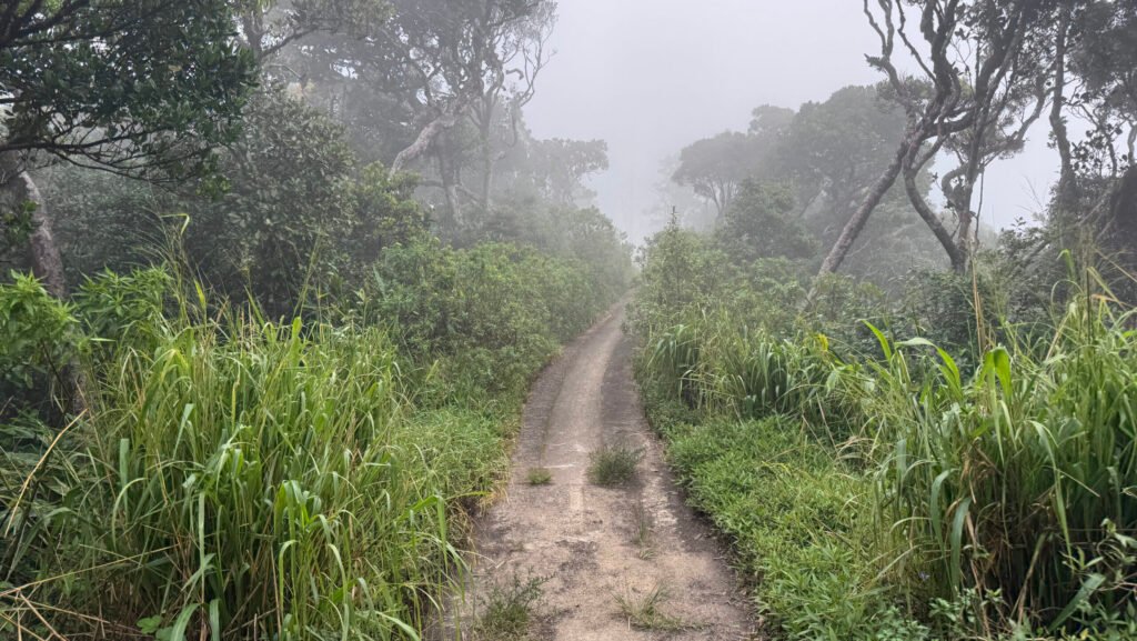 The winding mountain road leading to the Gongala summit, surrounded by dense mist and high-altitude tropical forest in Sri Lanka