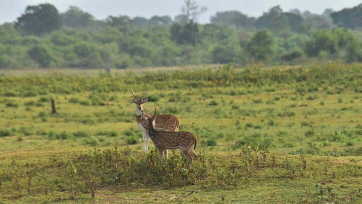 Udawalawe-National-Park-Safari-21
