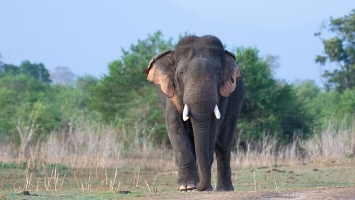 experience-the-majesty