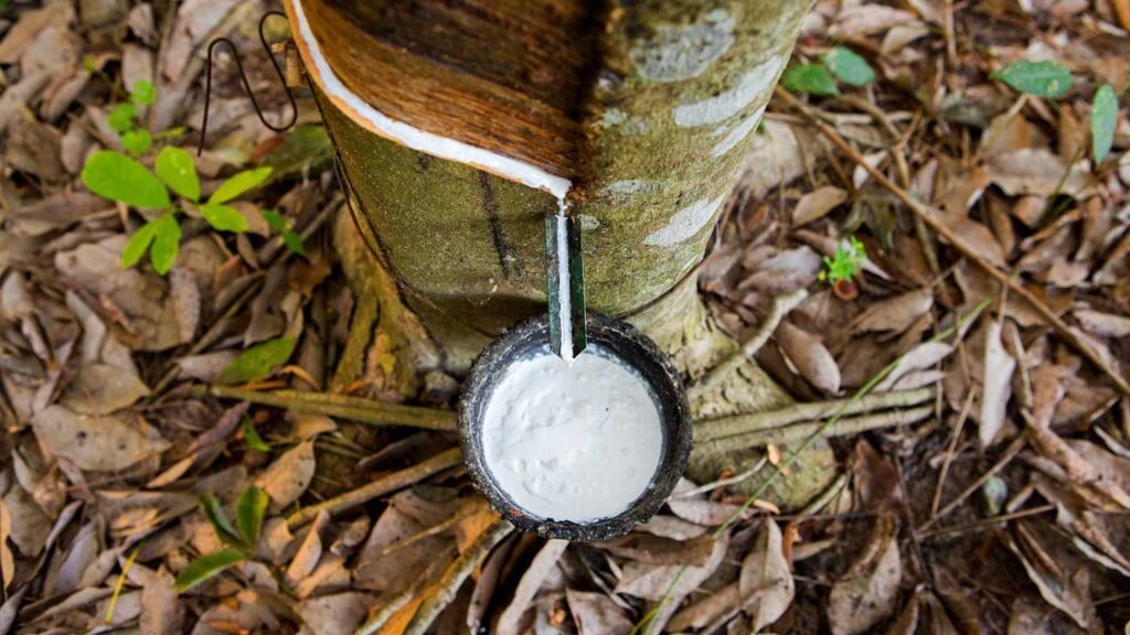 Close-up shot of the milky latex flowing into a coconut shell, during the early morning ritual of rubber tapping on a southern Sri Lankan estate