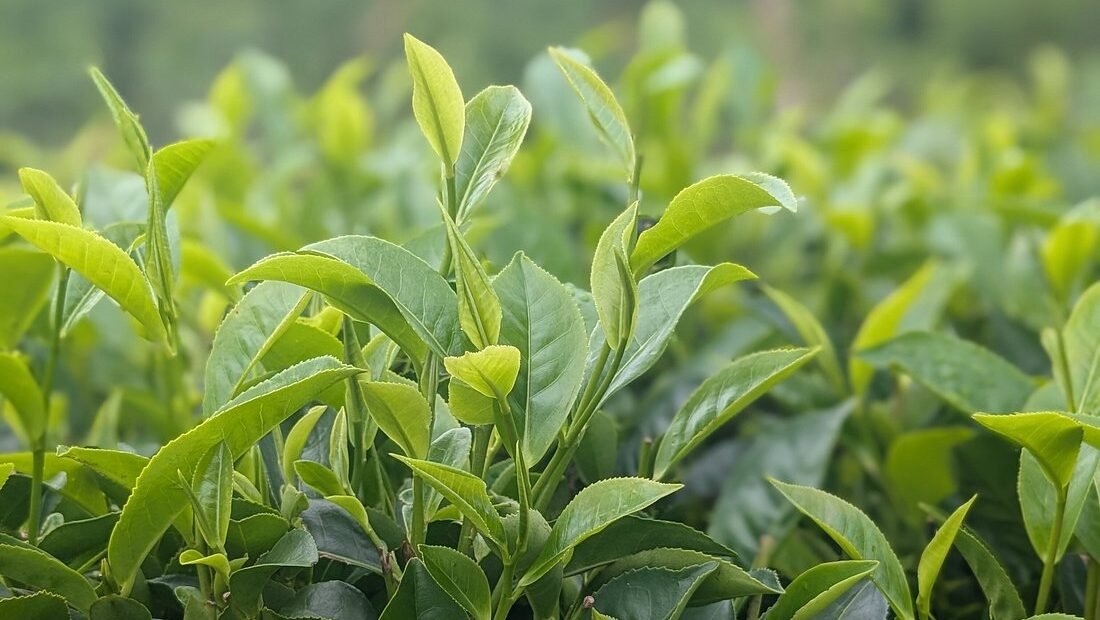 Rainforest Rhythms Option 13: Tea Connoisseur’s Journey (two days)