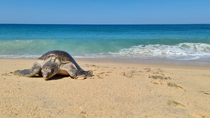 rekawa-turtle-watch1