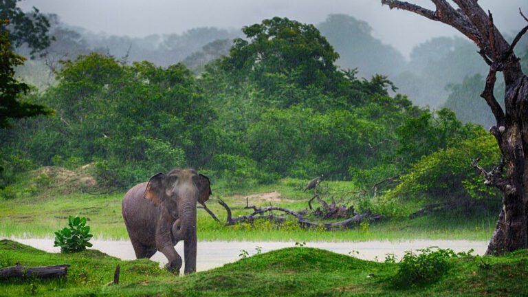 Elephant