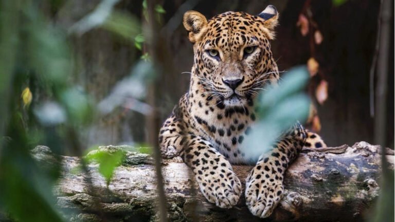 Wildlife