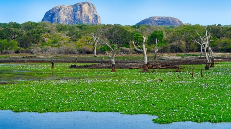 yala-national-park
