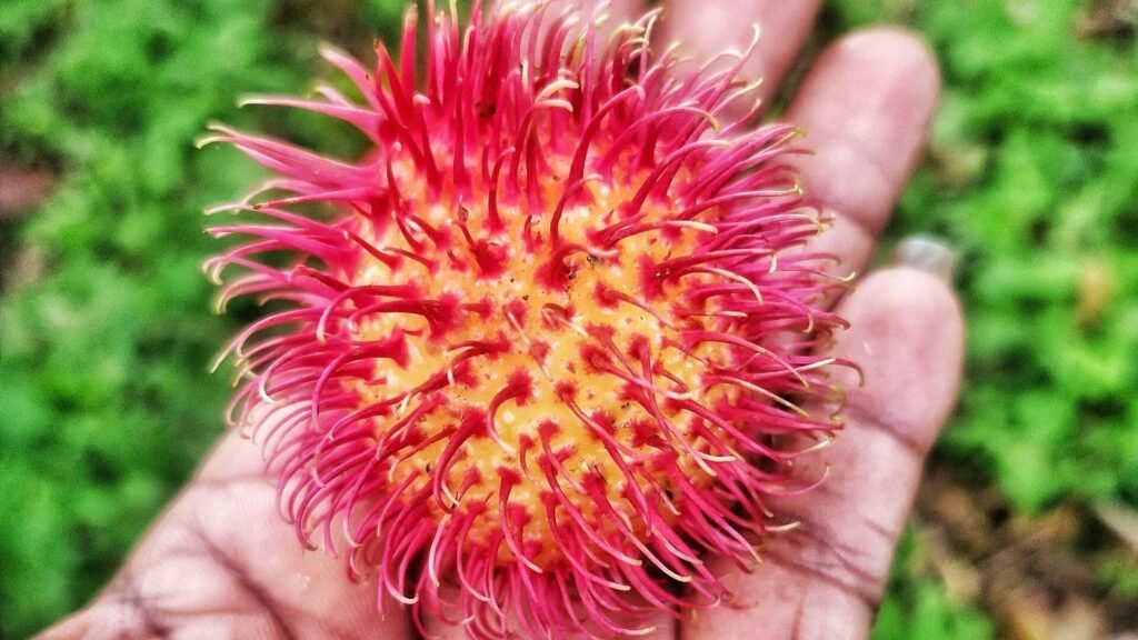 A colorful display of freshly harvested southern Sri Lankan exotic fruits (featuring hairy red Rambutans)