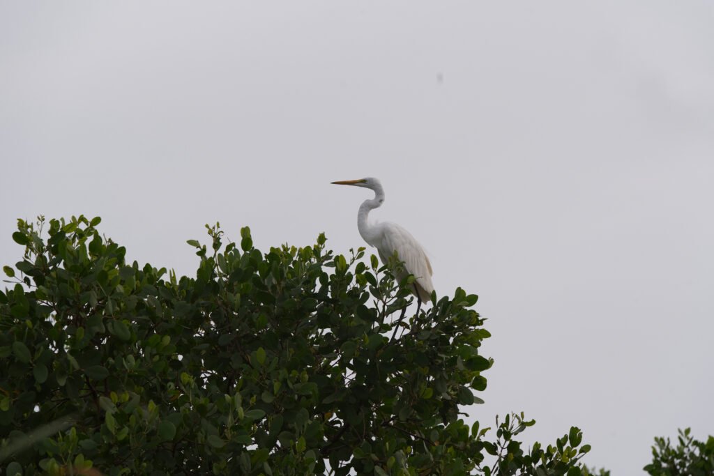 A slender Great Egret with pristine white feathers perched elegantly on a branch overlooking the Kalametiya marshes